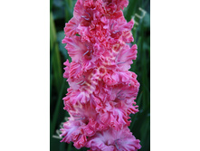 ������ �����-464-08-�, ��������, ���, 23-10, 130 ��.jpg