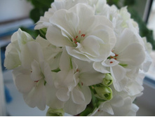 ���������� �������