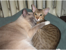 ��� ������