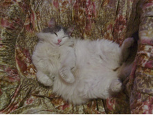 ������ ����