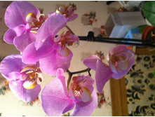 ����������� 003.jpg