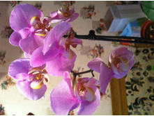 ����������� 004.jpg