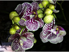 ����������� 006.jpg