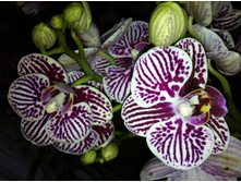 ����������� 007.jpg