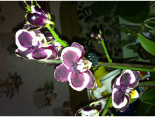 ����������� 008.jpg