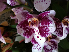 ����������� 017.jpg