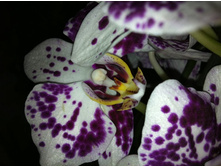 ����������� 018.jpg