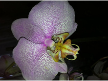 ����������� 021.jpg