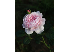 ���� ���������� ���� �� ������