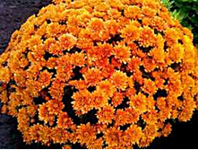 ���������� ����������� ������  �����.jpg