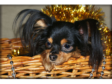 ���������� ���� ������