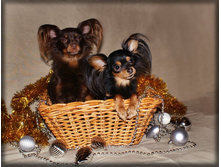 �.�. �������� � ������