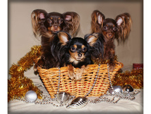 �.�. ��������, ������ , �����