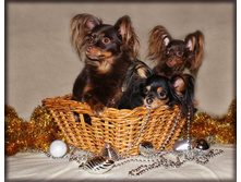 ��������, ������, �����