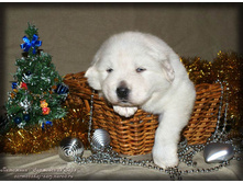 ����� ��������� ���������� ���� (21 ����)