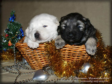 ����� ��������� ���������� ���� (21 ����)