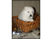 ����� ��������� ���������� ���� (21 ����)