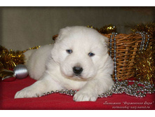 ����� ��������� ���������� ���� (21 ����)