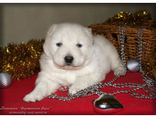 ����� ��������� ���������� ���� (21 ����)