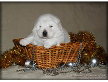 ����� ��������� ���������� ���� (21 ����)