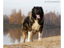 �.�. �������