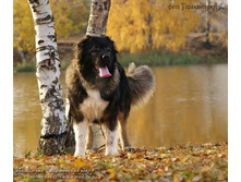 �.�. �������