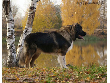 �.�. �������