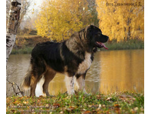 �.�. �������