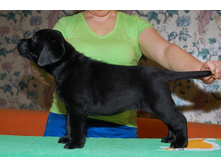 ��������� ������� (3).jpg