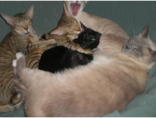 ������� ������