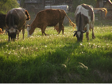 ���� ��� ������ � ������� ��������