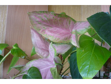 SYNGONIUM NEW Red -