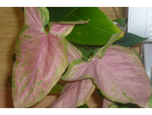 SYNGONIUM NEW Red -