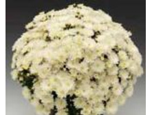 6147 ���������� Branbeach White.JPG