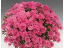 6310 ���������� Branhill 