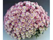 6315 ���������� Brandream.JPG