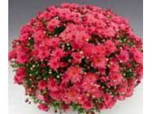 6342 ���������� Bransky Plum.JPG