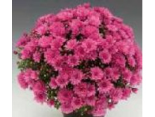 6347 ���������� Branbeach Lilac.JPG