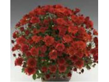 6405 ���������� Branhill Red.JPG