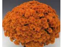 6435 ���������� Branfortune.JPG