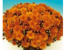 6448 ���������� Branbeach Orange.JPG