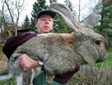 1292836443_giant-rabbit2.jpg