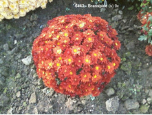 6443 Branspice 9� (����.)