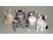 ��� �������. ���� ��� �� ������...