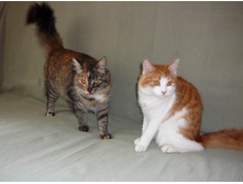 ���� � �����