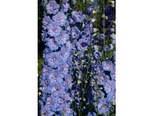 ������ � �����.JPG