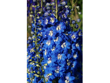 ������ � �����_1.JPG