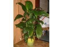 ����� �������