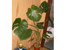 ���� ������