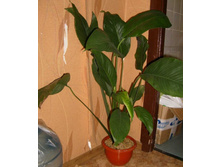 ������, ����� �� ������ ��������� :)